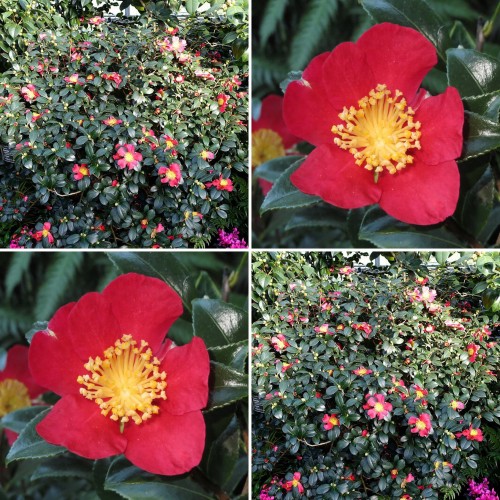 Camellia Yuletide x 1 Plant Red Flowering Sun Tolerant Plants Shrubs Shade Screen Border Courtyard Balcony Cottage Garden sasanqua